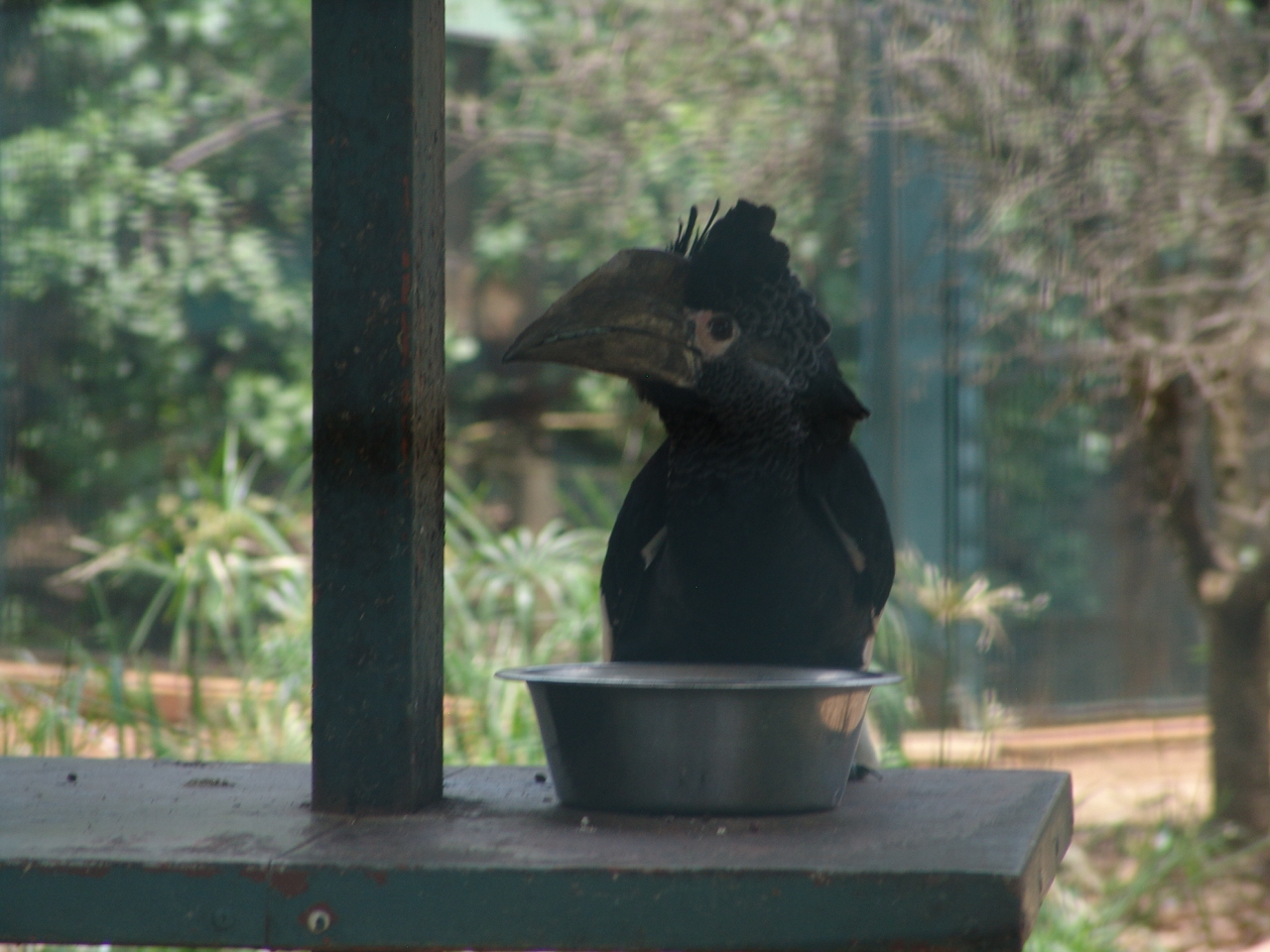 Female Black-and-white Casqued Hornbill (Bycanistes subcylindricus)