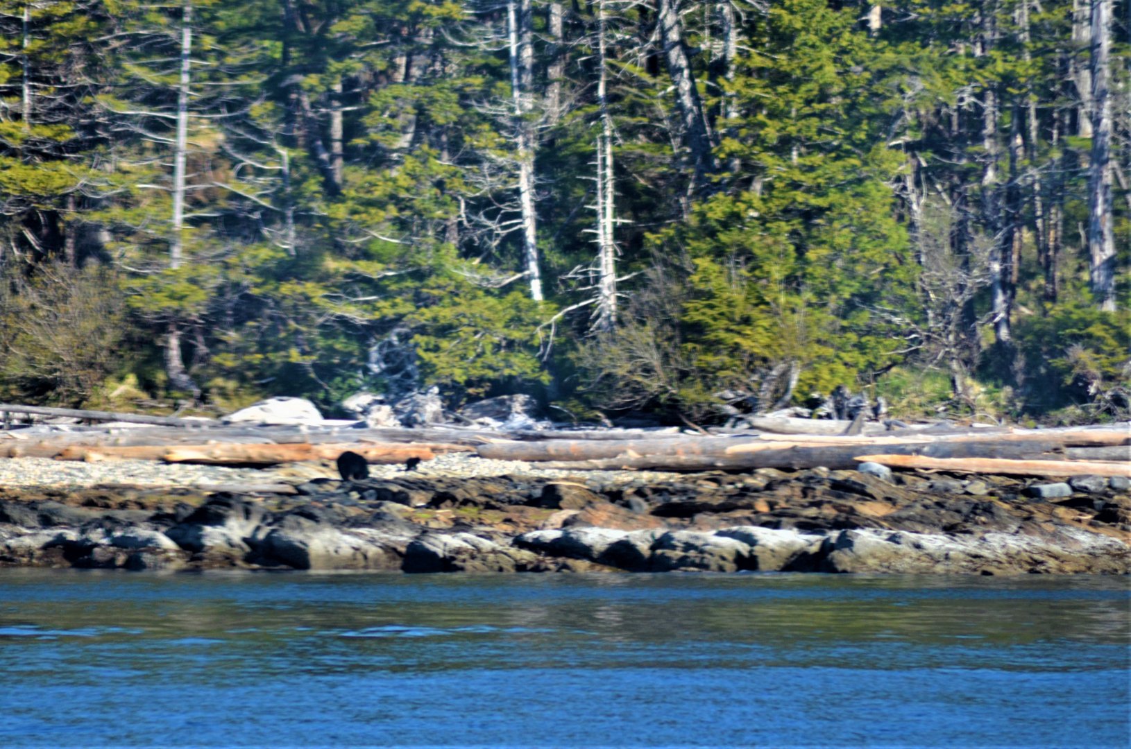 Female Black Bear and Cub - Alaska