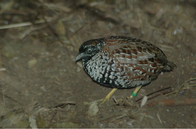 Female Black-breasted Button-Quail