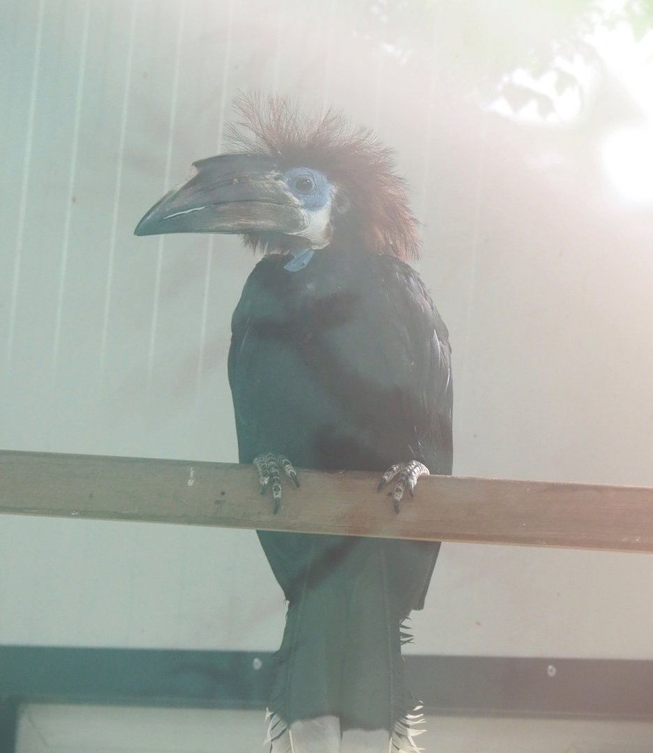Female Black-casqued hornbill (Ceratogymna atrata), 2022-05-17