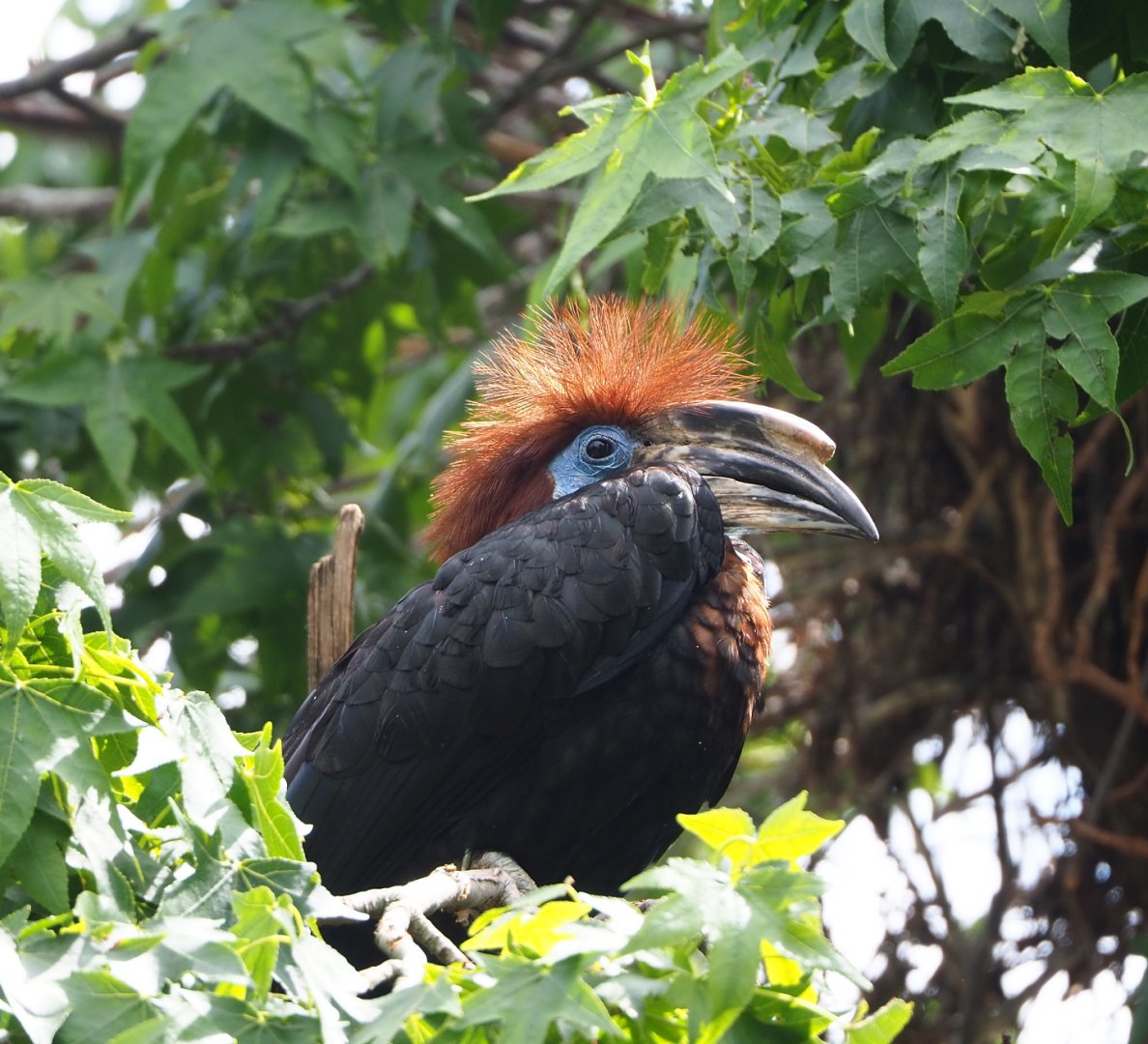 Female Black-casqued hornbill (Ceratogymna atrata), 2022-05-26