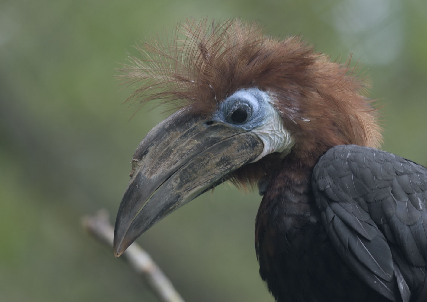 Female black-casqued hornbill