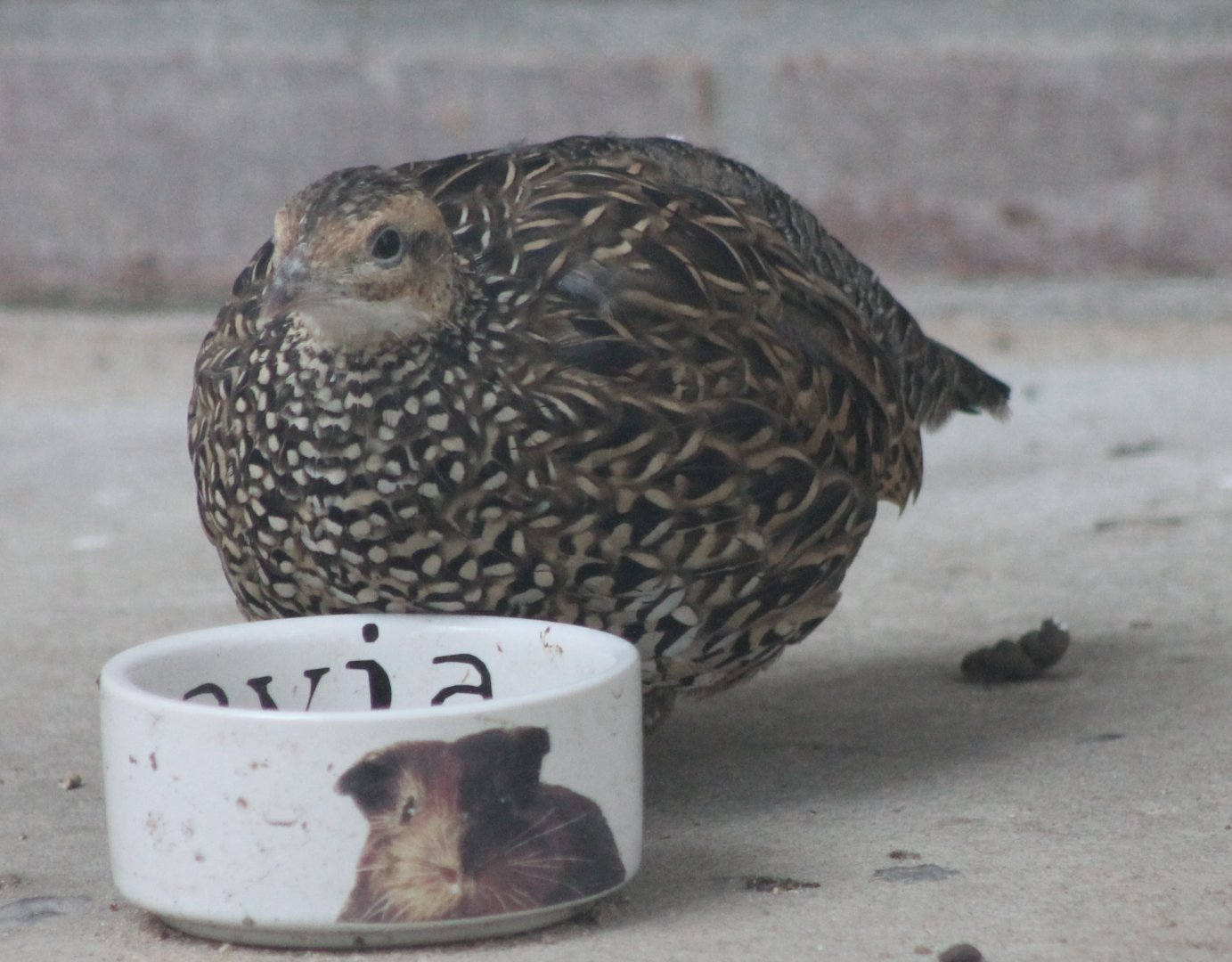 Female Black francolin
