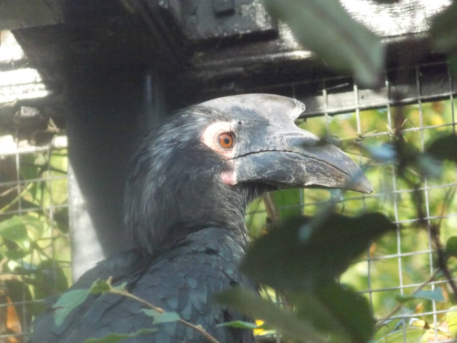 Female Black hornbill