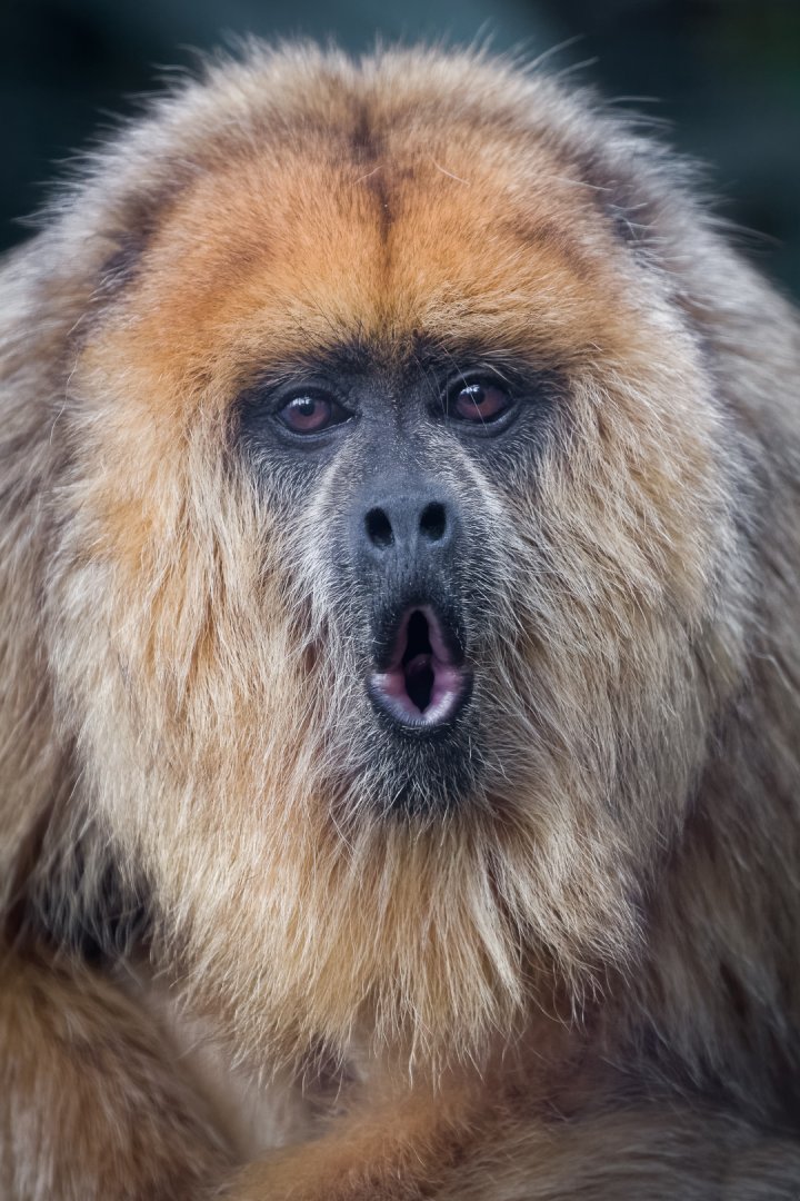 Female Black Howler - 27/10/2016