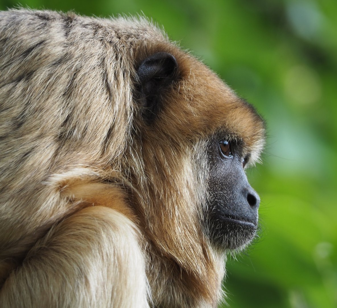 Female black howler monkey (Alouatta caraya), 2020-09-02