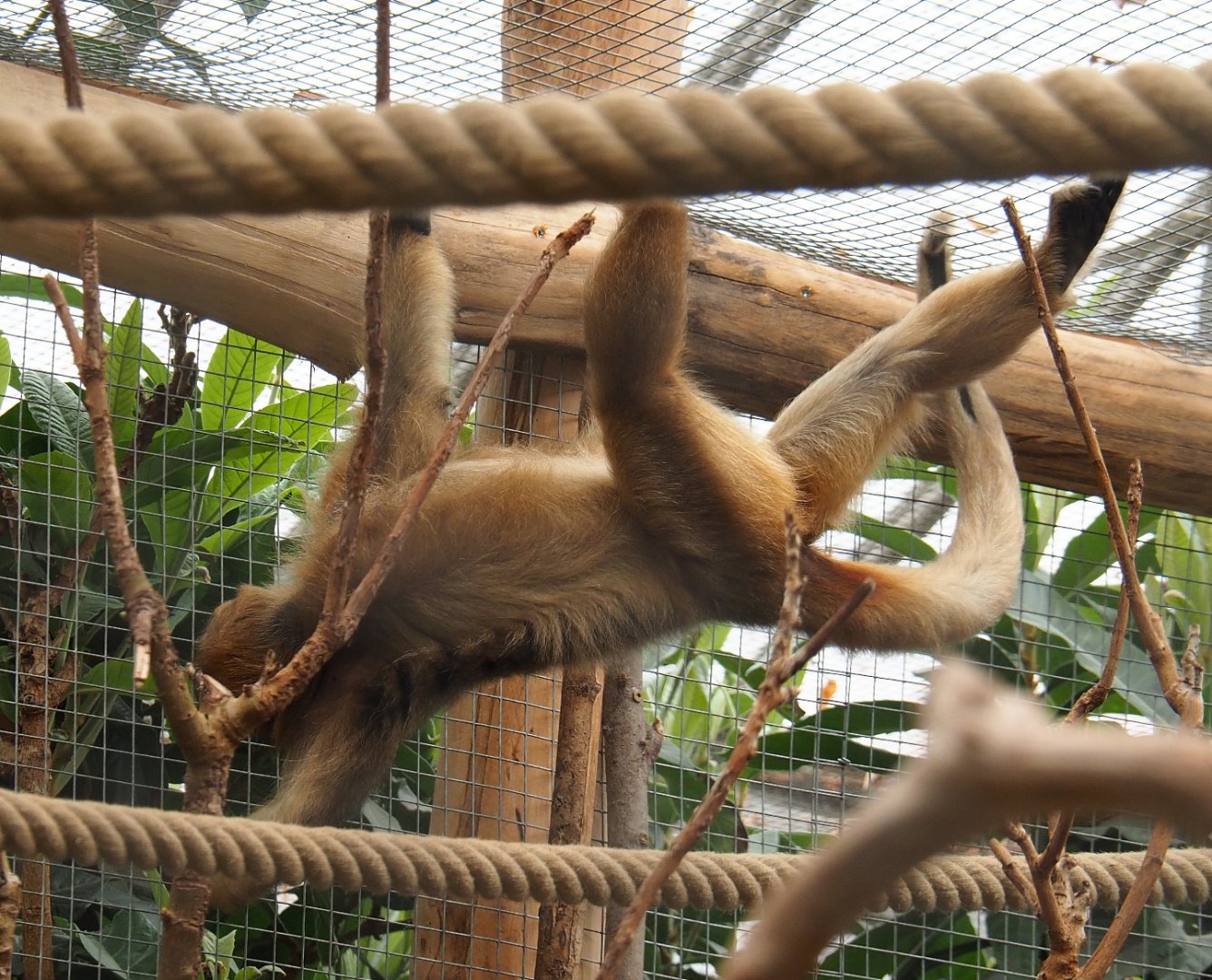Female black howler monkey (Alouatta caraya), 2020-09-03