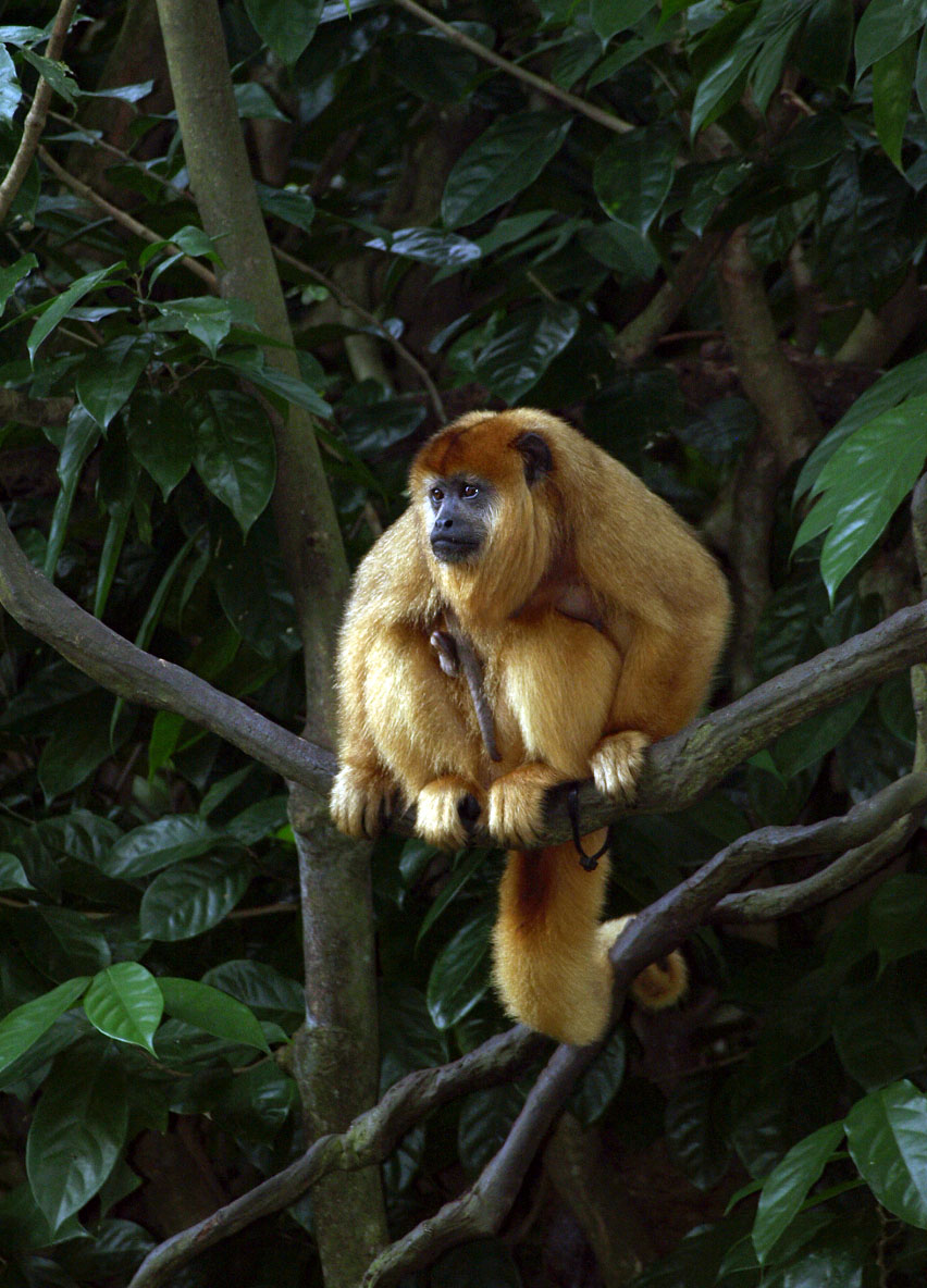 Female Black howler monkey and infant