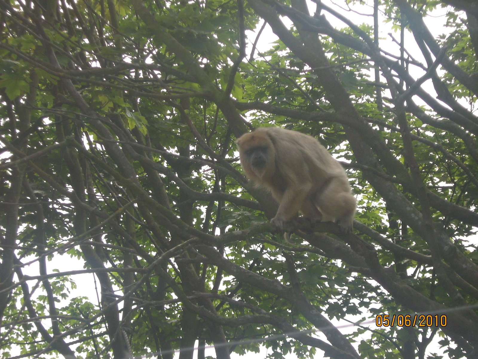 female black howler monkey