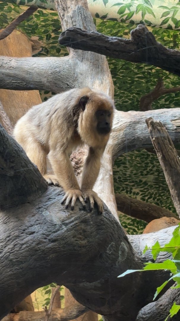 Female Black Howler Monkey