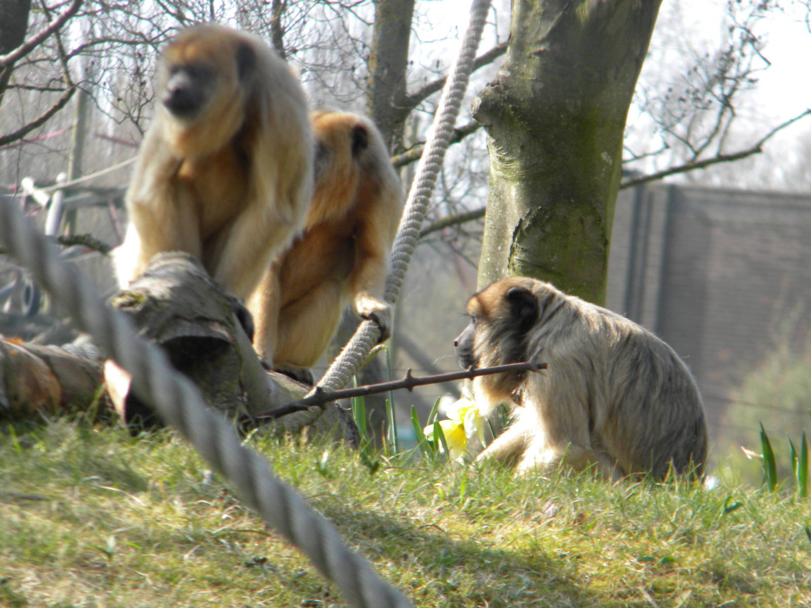 Female Black Howler Monkeys at Blackpool Zoo 27th March 2011