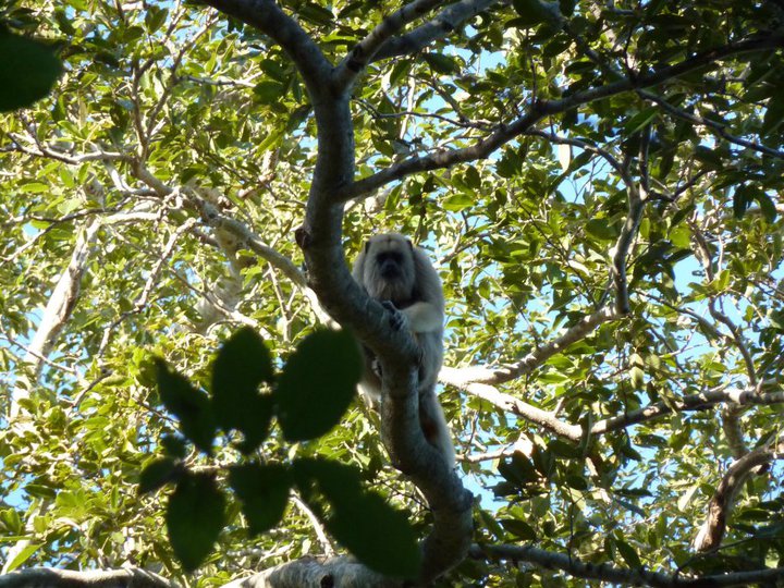 Female black howler