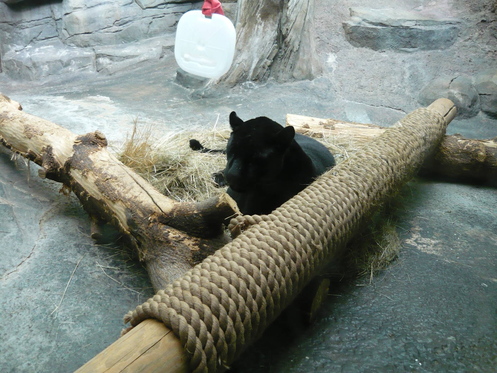 Female black jaguar