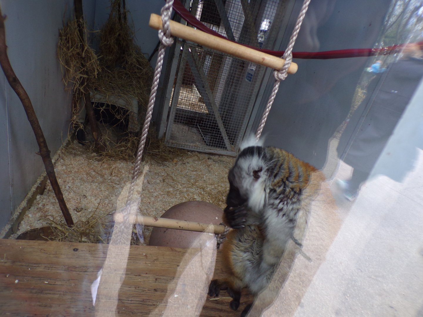 Female black lemur 12.4.24