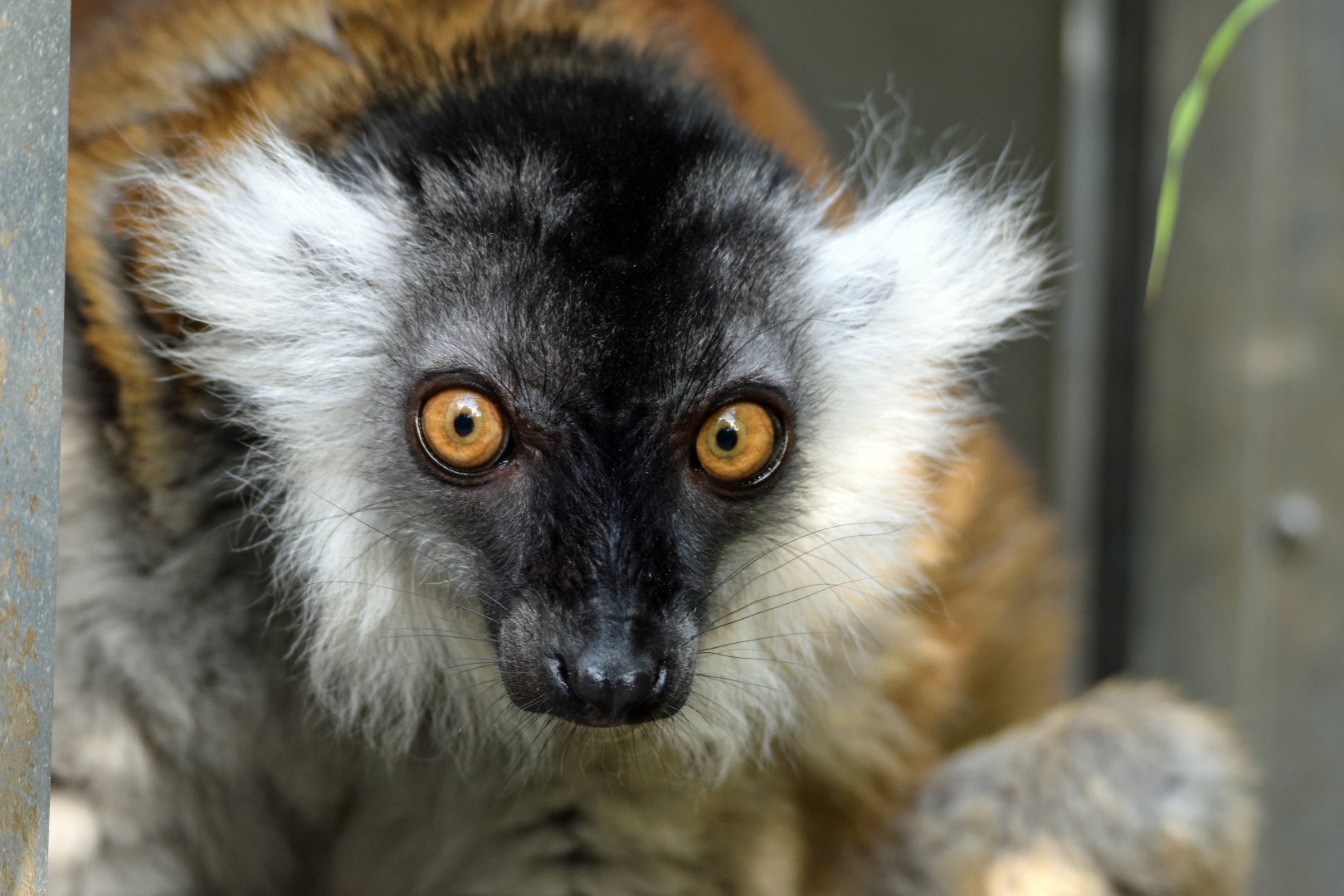 Female black lemur, 13.10.2019
