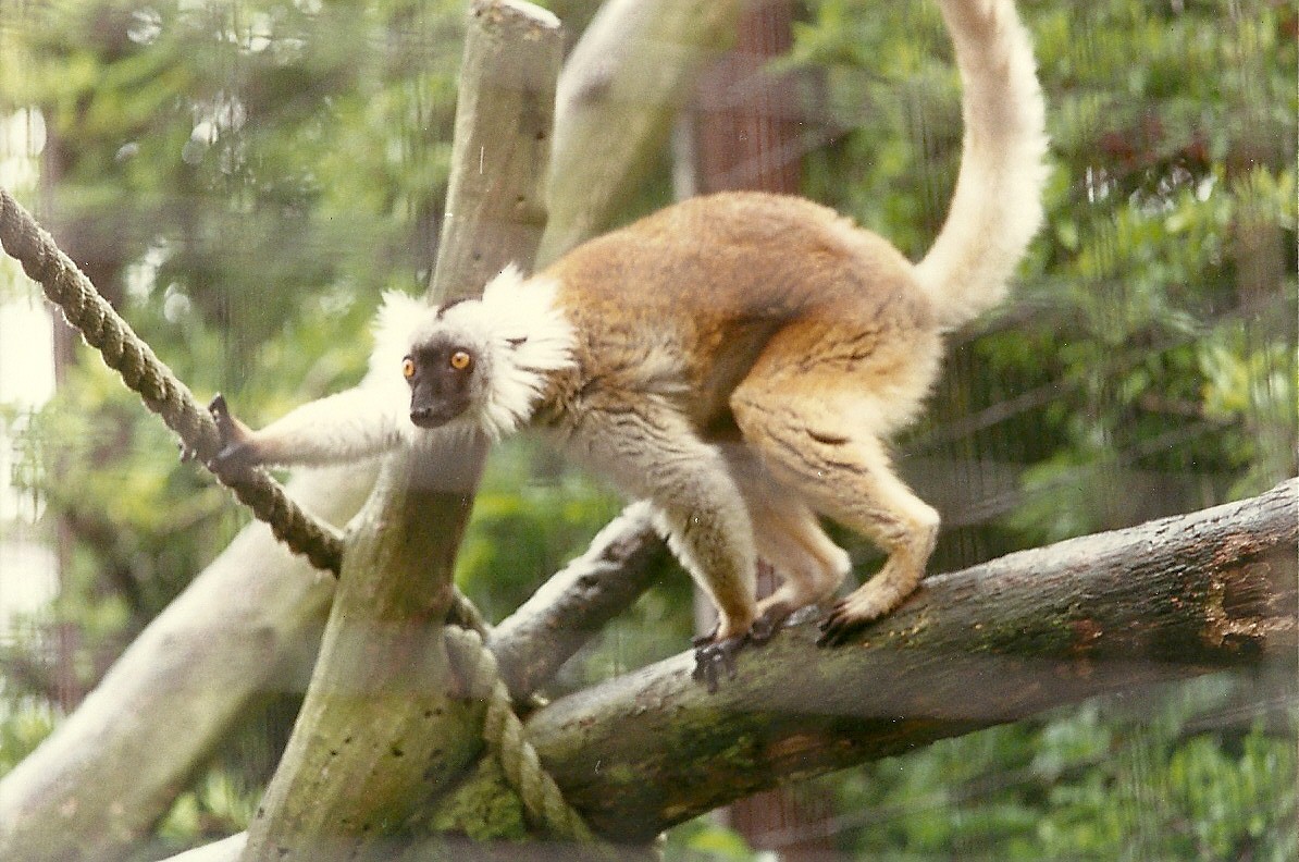 Female Black Lemur 4th June 1994