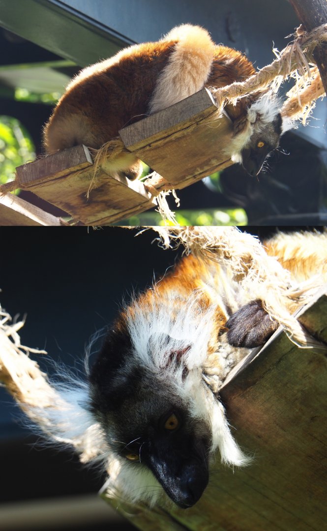 Female Black lemur (Eulemur macaco), 2020-06-12