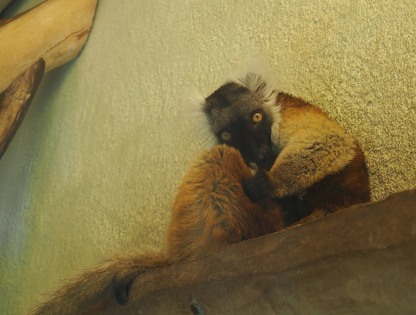 Female Black lemur (Eulemur macaco), 2022-06-15