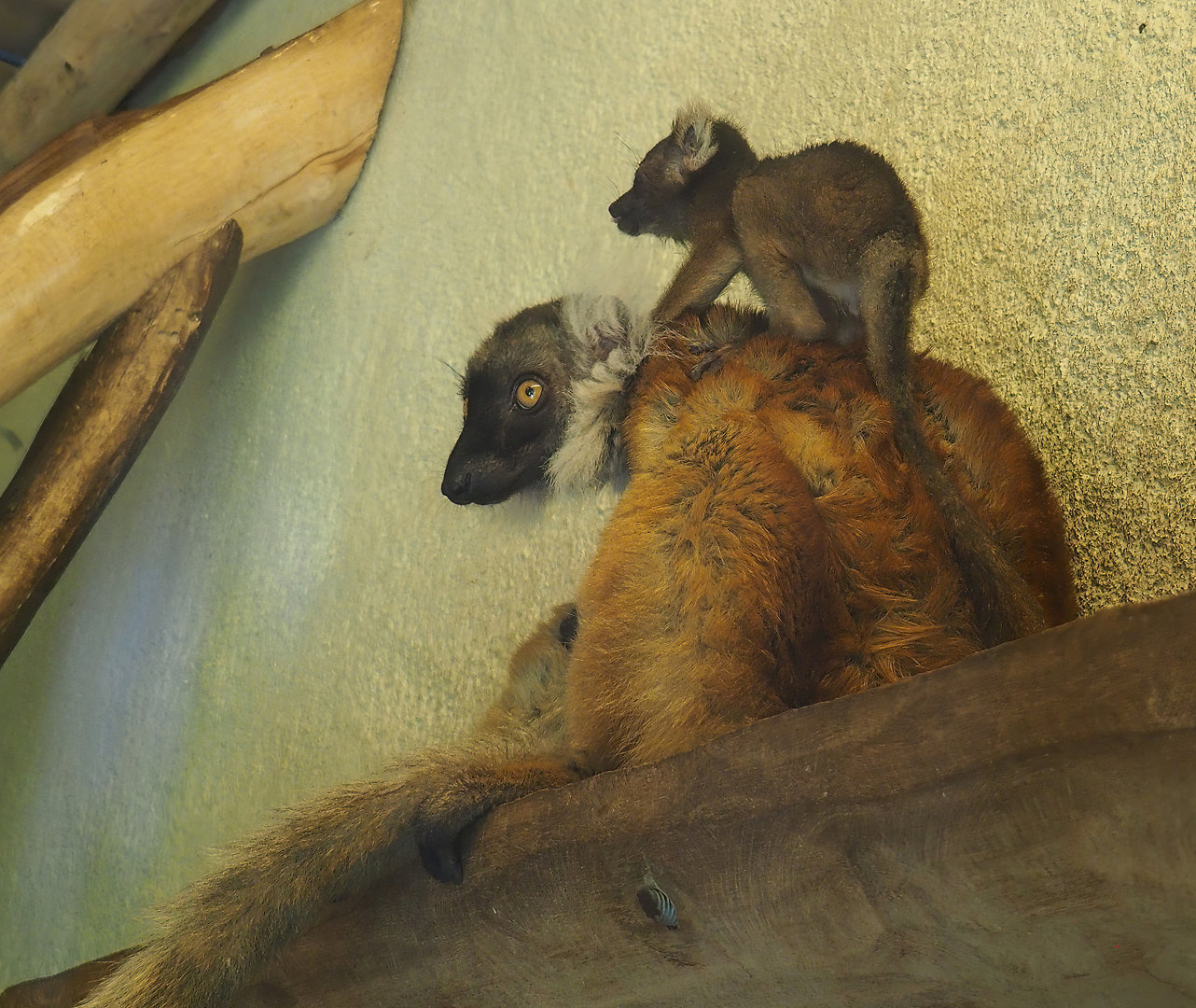 Female Black lemur (Eulemur macaco) with baby, 2022-06-15