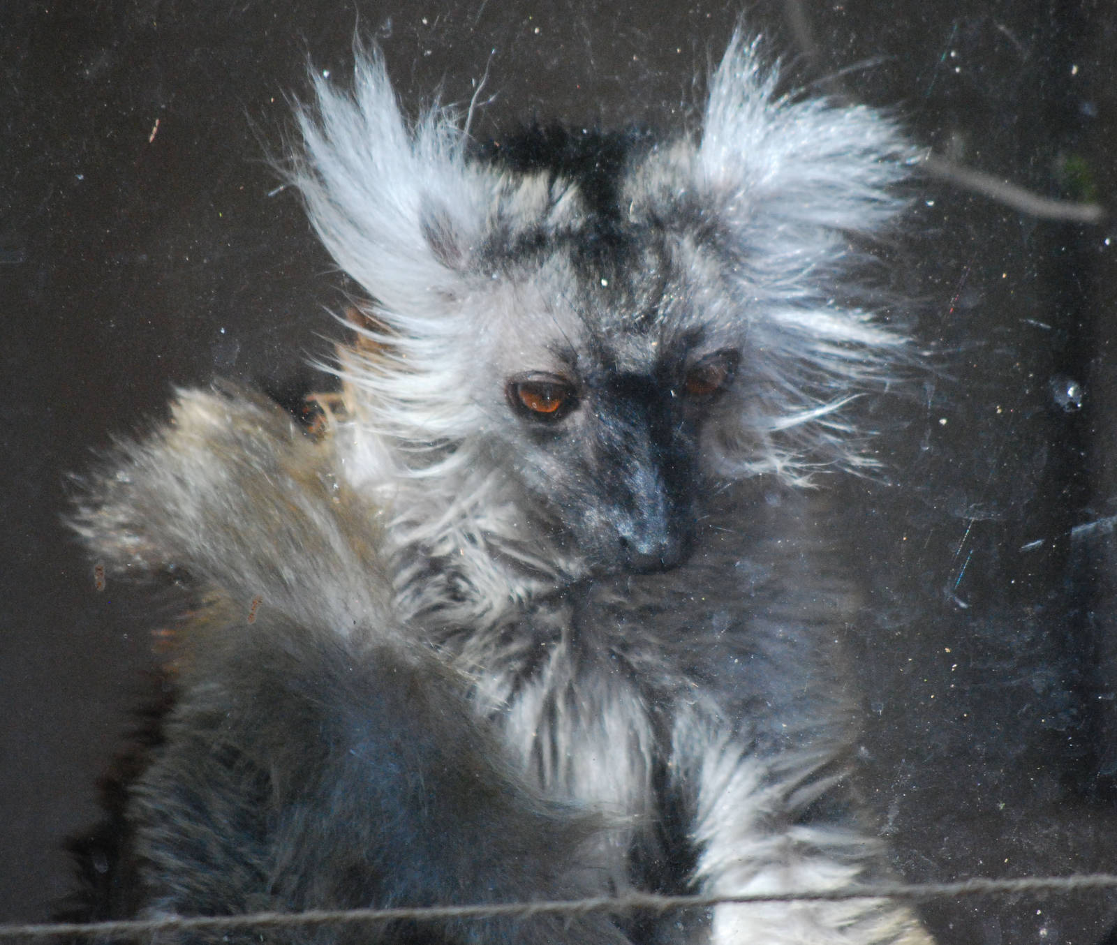 Female Black Lemur