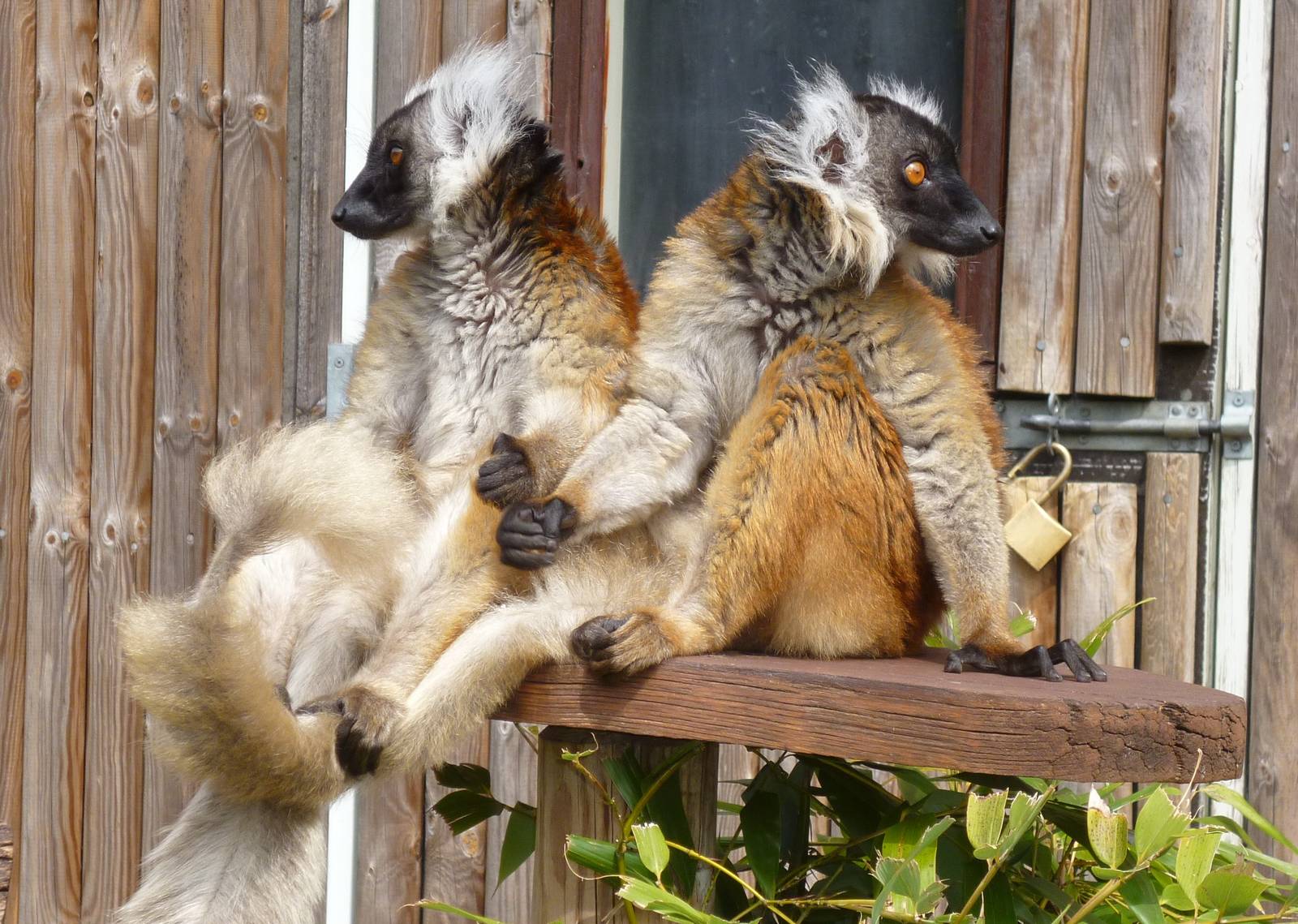 Female black lemurs