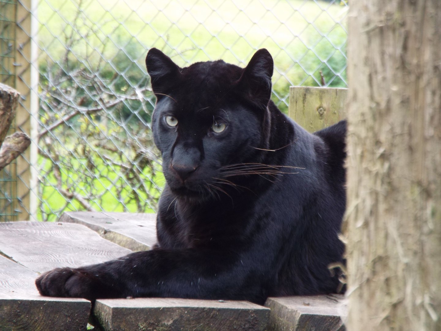 Female Black Leopard, Exmoor Zoo