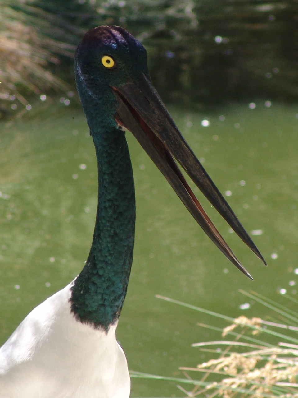 Female Black-necked Stork (Ephippiorhynchus asiaticus)