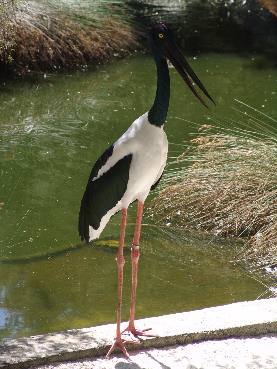 Female Black-necked Stork (Ephippiorhynchus asiaticus)