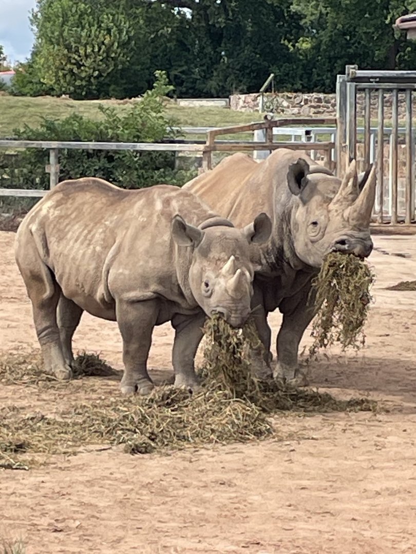 Female Black Rhino and Calf