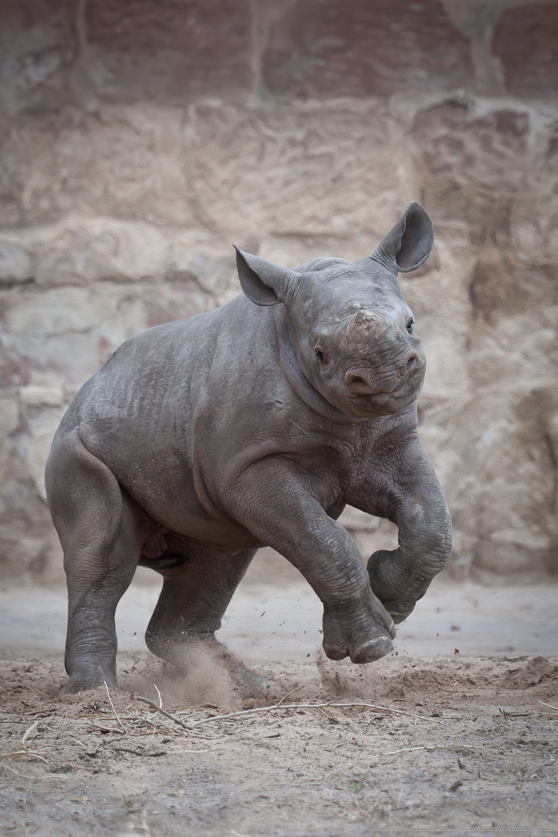 Female Black Rhino Calf - 28/04/2013