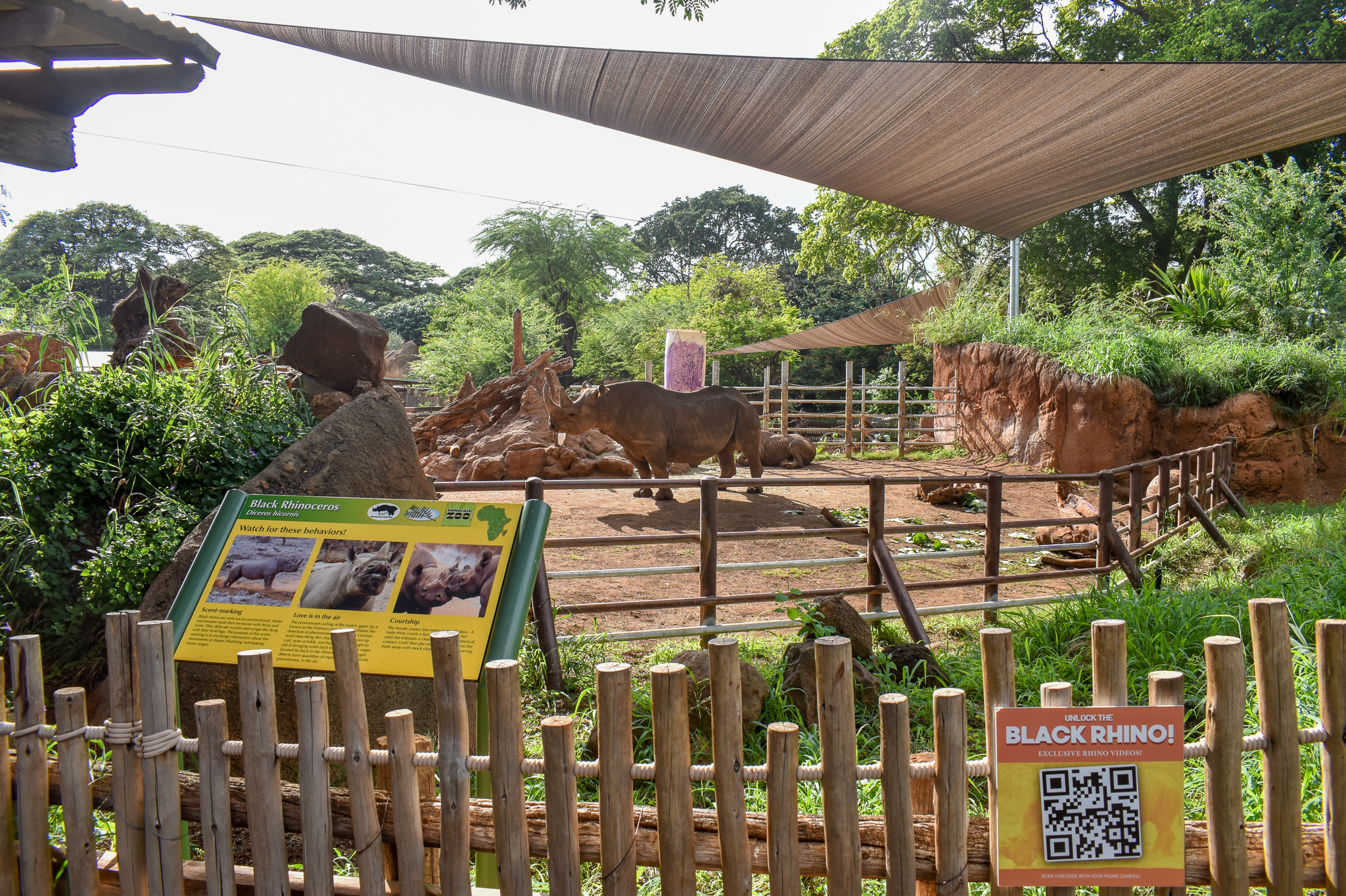 Female black rhino enclosure