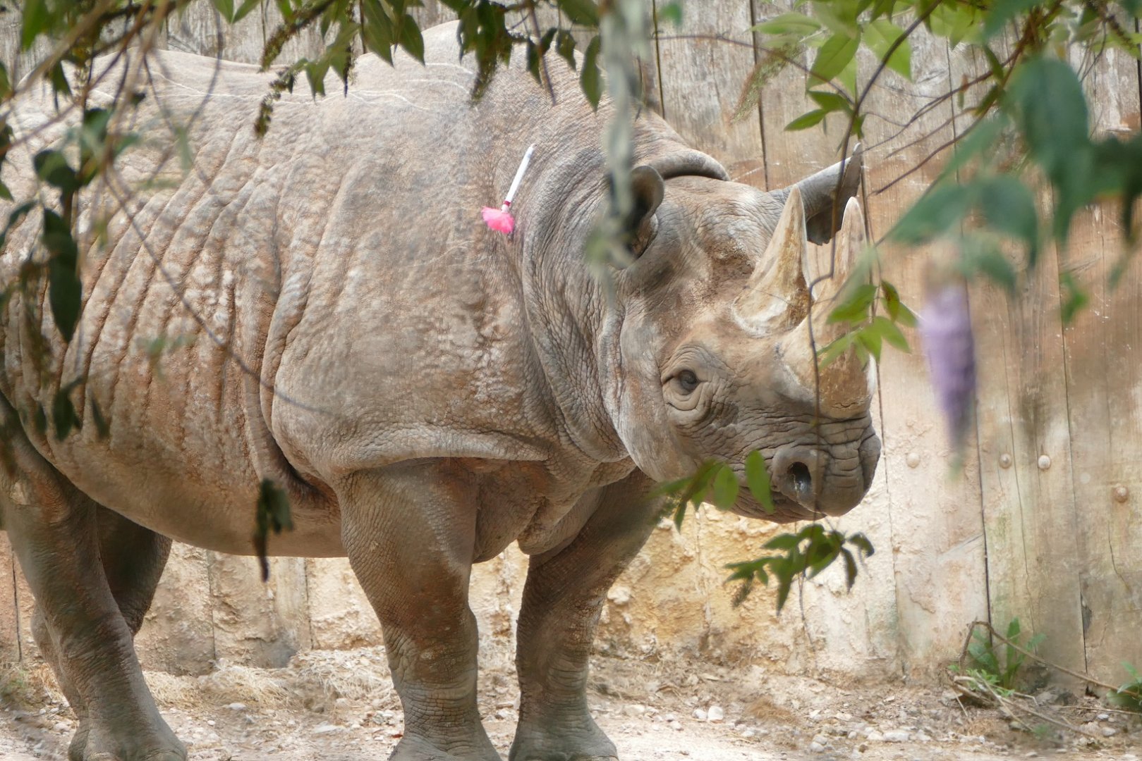 Female black rhino, July2018