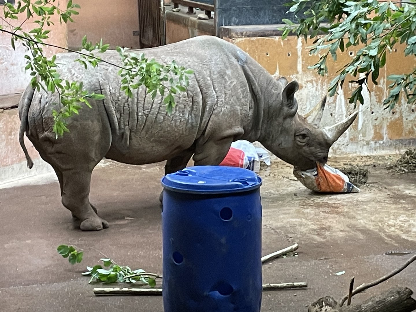 Female Black Rhino, Sita