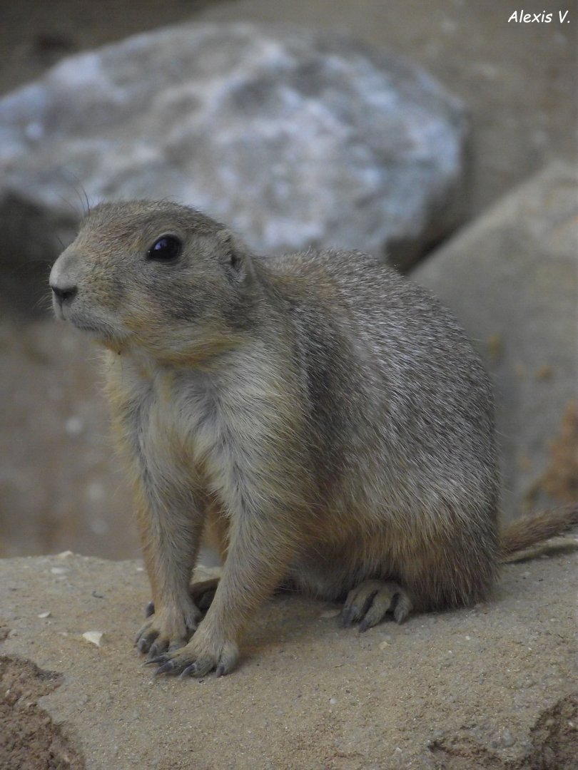 Female Black-tailed Prairie Dog - Zooparc de Beauval, 09/08/2025