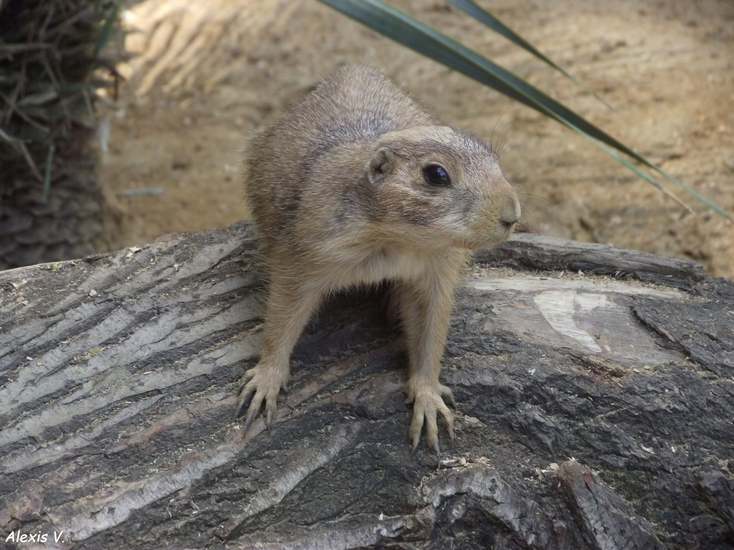Female Black-tailed Prairie Dog - Zooparc de Beauval, 28/06/2025