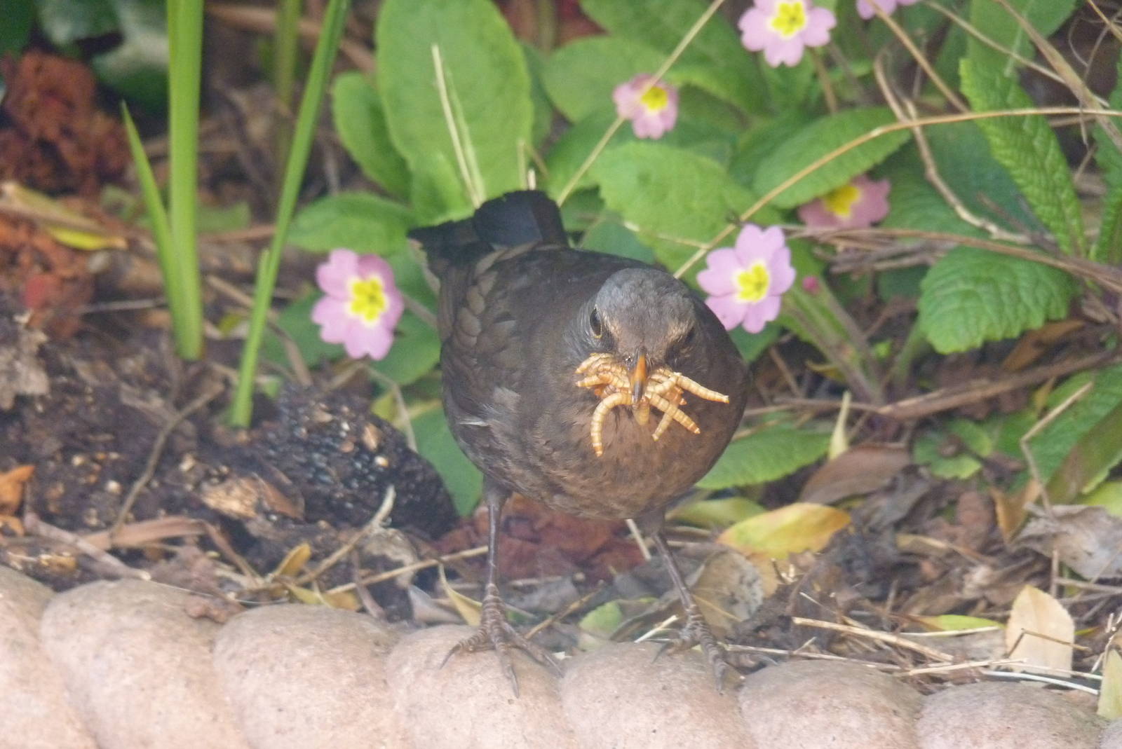 Female Blackbird, April 2016