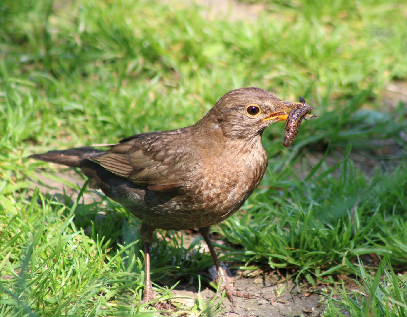 Female Blackbird with prey