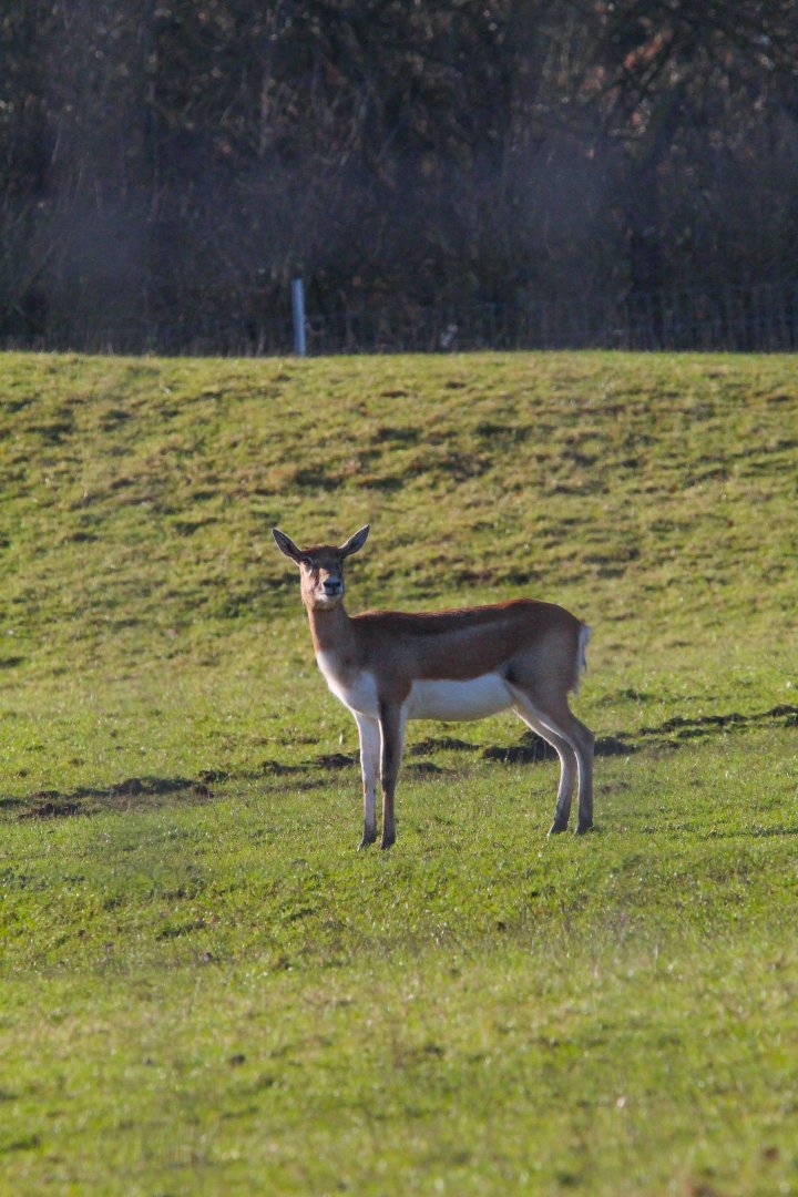 Female Blackbuck- 25th January 2025