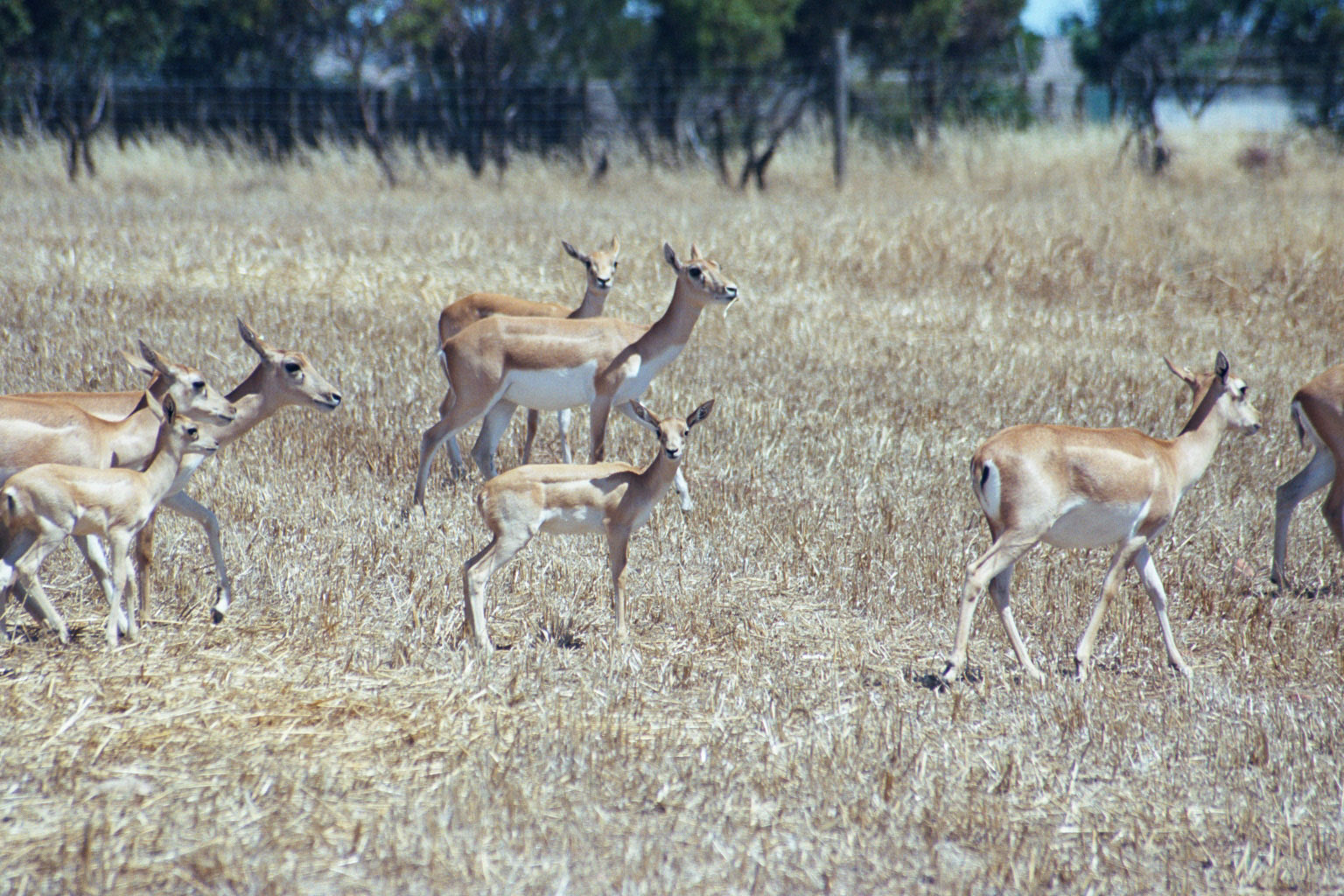 Female Blackbuck - Dec 2003