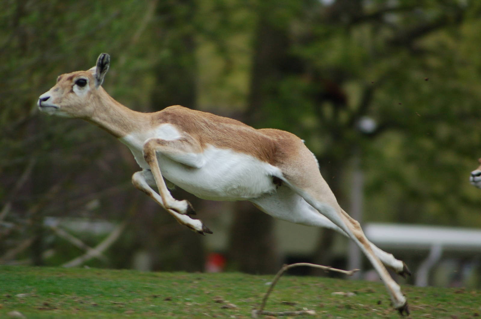 Female Blackbuck jumping