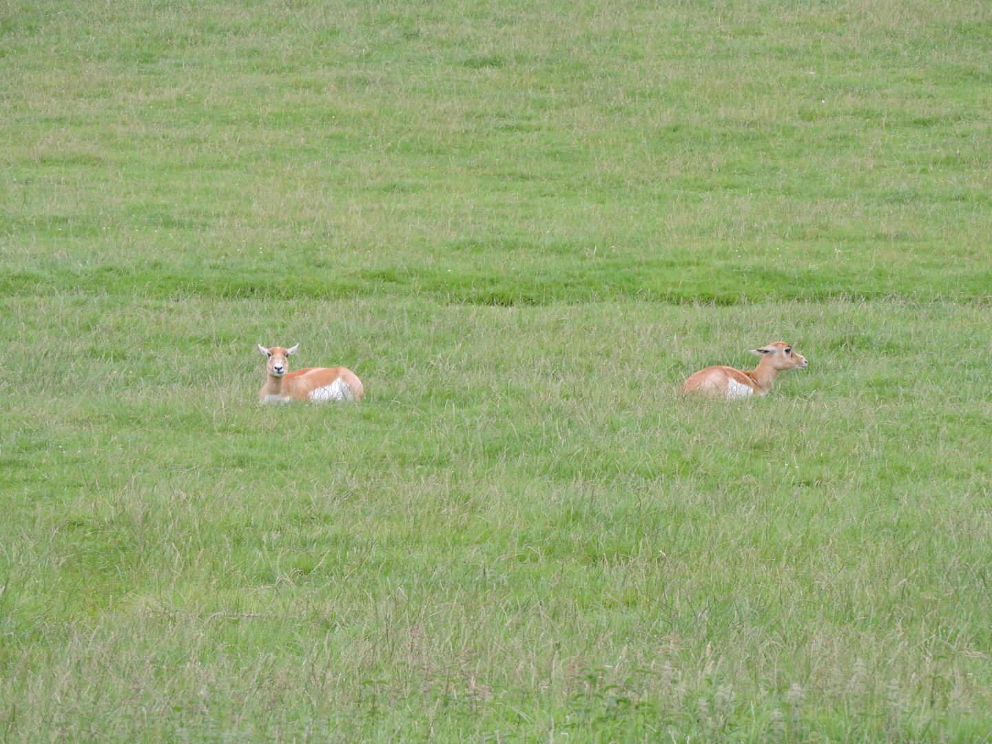 Female Blackbuck? Possibly?