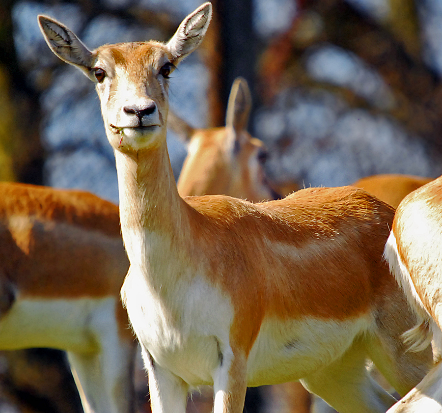 Female Blackbuck