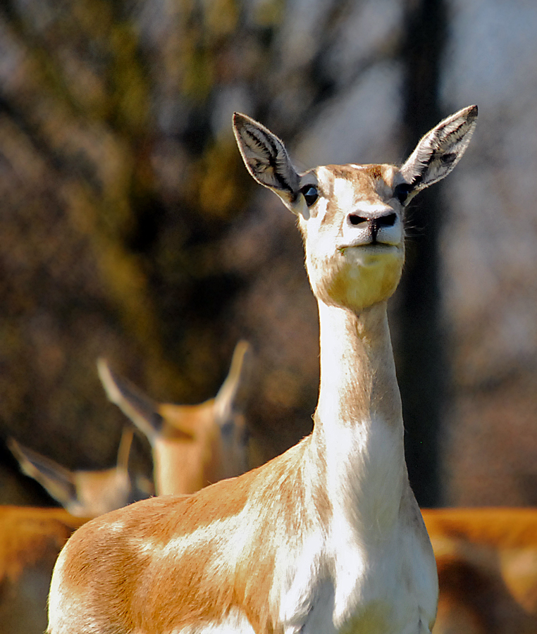 Female Blackbuck