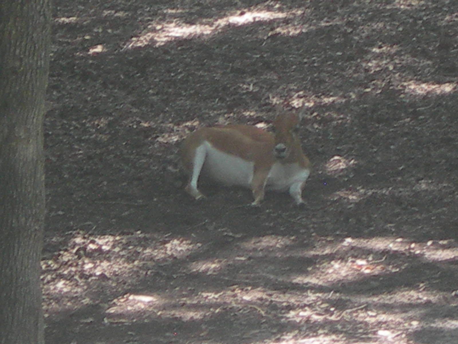 Female Blackbuck