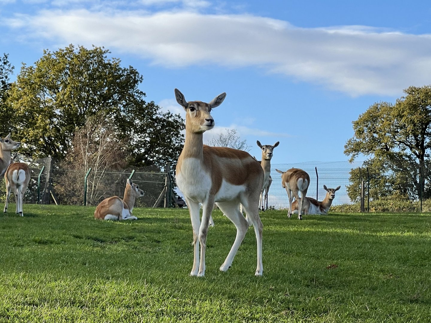 Female blackbuck