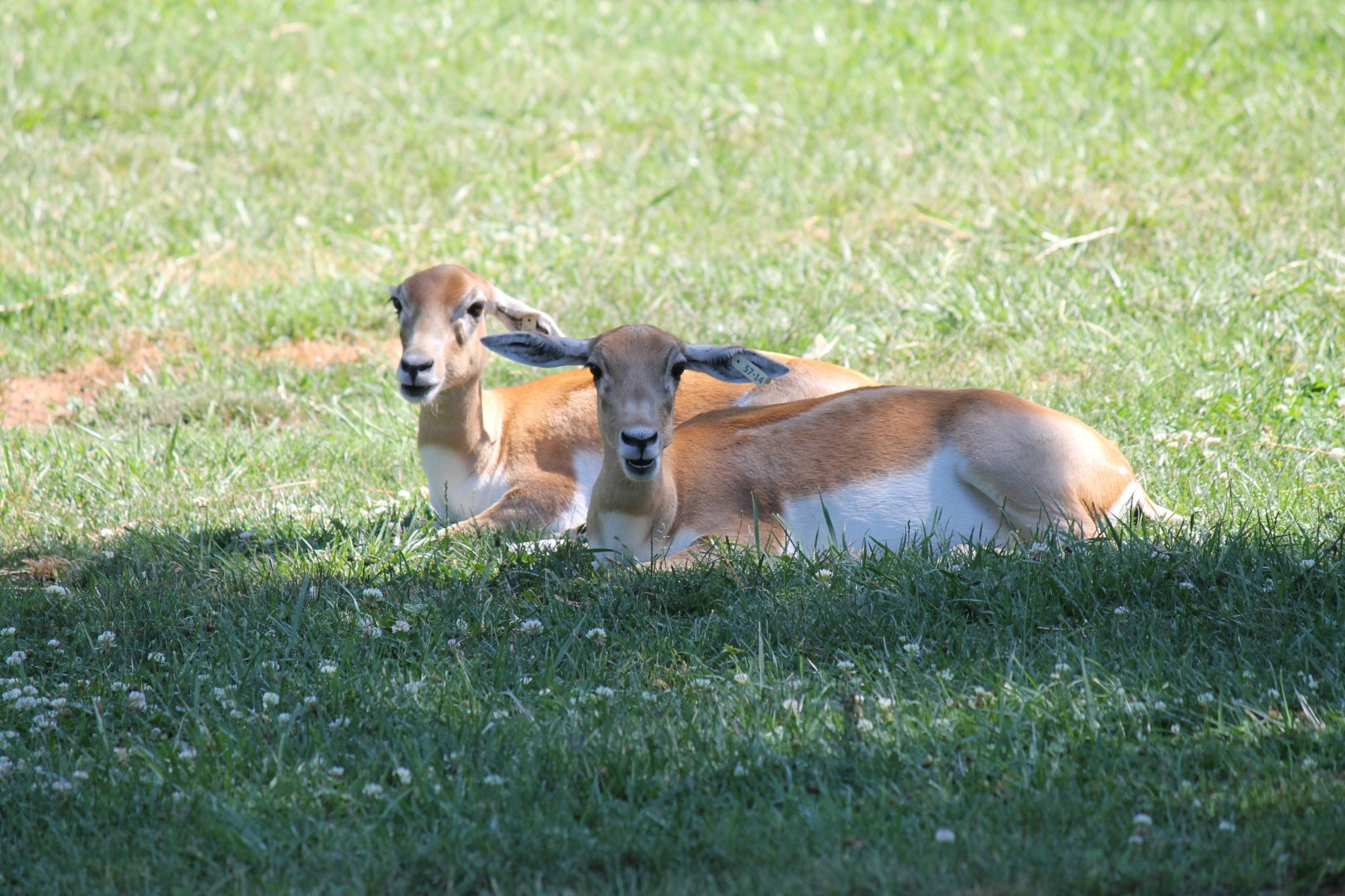 Female Blackbuck