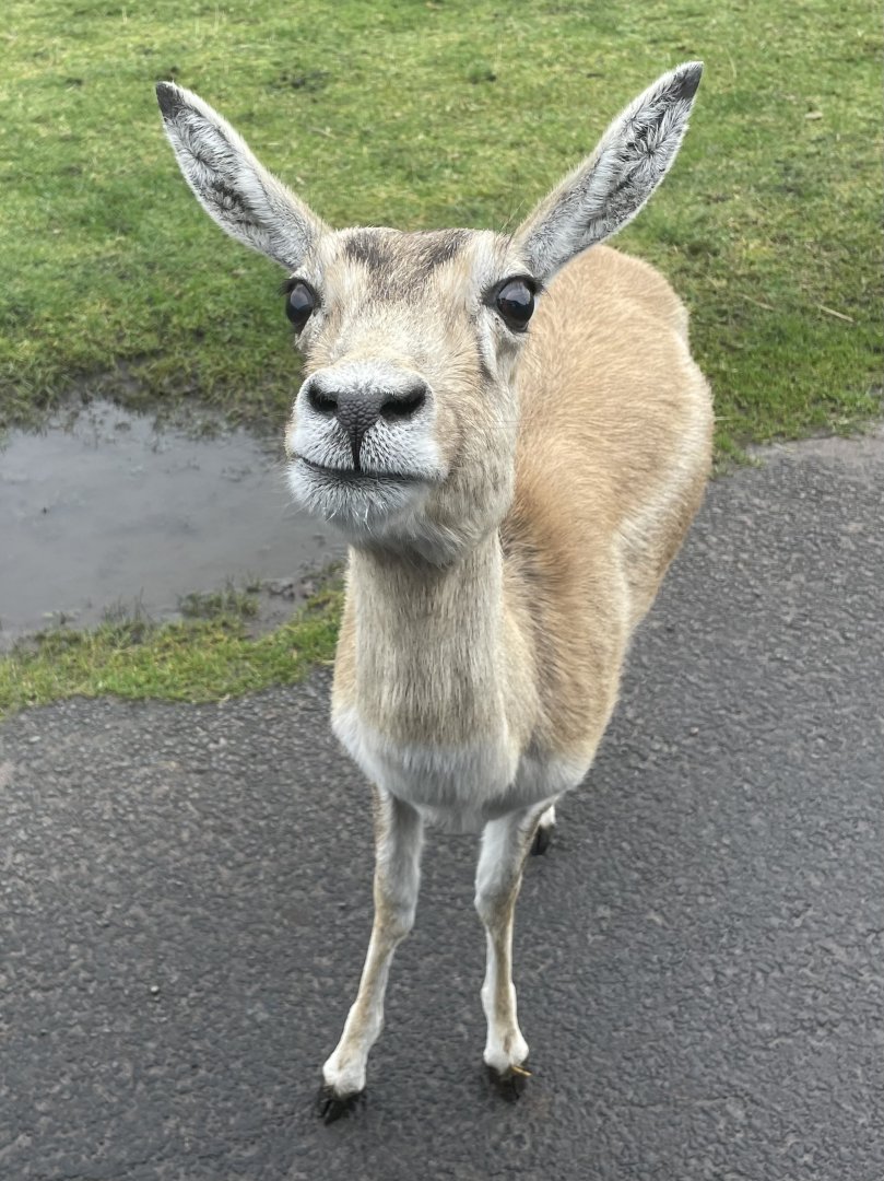 Female Blackbuck