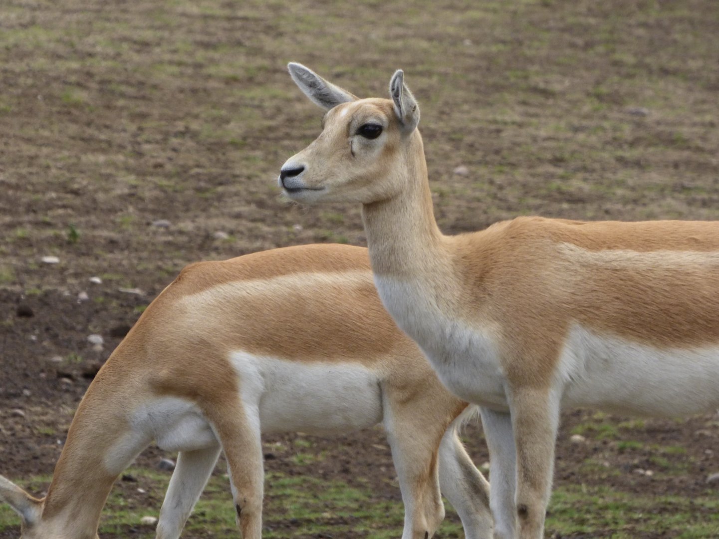 Female Blackbucks