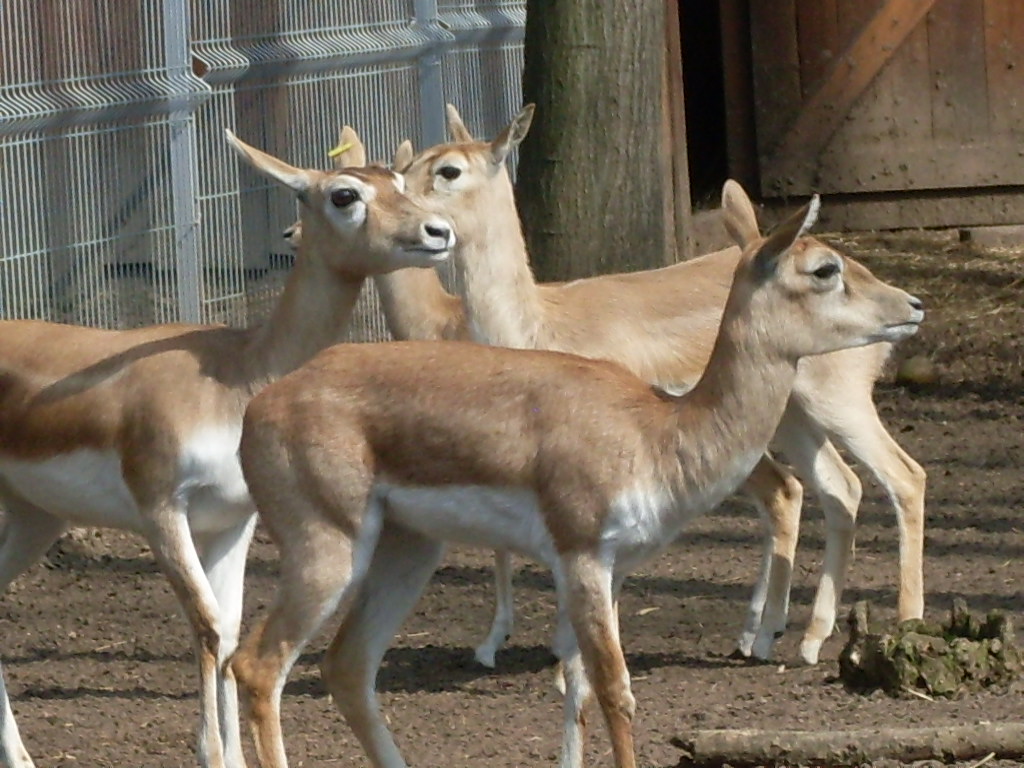 Female blackbucks