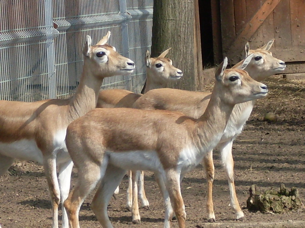 Female blackbucks